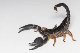 Výstava v Zoo Praha: Obávaní i fascinující štíři